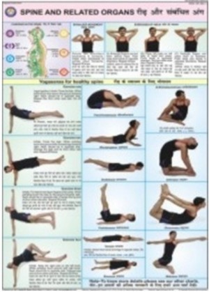 Spine & Related Organs Chart