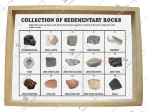 Collection of 15 Sedimentary Rocks