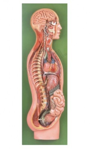 Sympathetic Nervous System Model