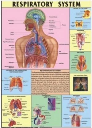 The Respiratory System Chart