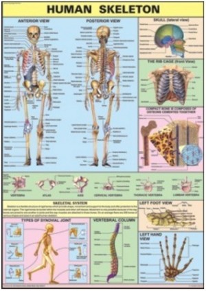 The Skeleton Chart