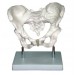 Adult Female Pelvis Model