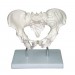 Adult Male Pelvis Model