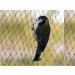 Anti Bird Net