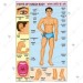 Body Parts Chart