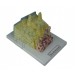 Bone Microstructure Model