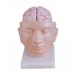Brain With Artieries on Head Model