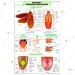 Cockroach l: Morphology & Reproduction