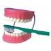 Dental Care Model