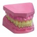 Dental Model Small