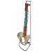 Didactic Flexible Vertebral Column with Pelvis