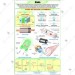 Diode Charts