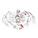 Disarticulated Painted Skeleton Model