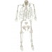 Disarticulated Skeleton Model