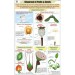 Dispersal of fruits & Seeds Chart