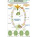 Double Fertilization Chart