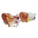 Ear Model New Style Giant size Model