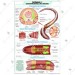 Earthworm l : Ext. Morphology & Reproduction chart