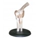 Elbow Joint Model