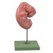Embryo Model