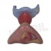 Female Internal & External Genital Organs model