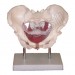 Female pelvic muscles and organs Model