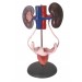Female Urogenital System Model