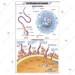 Fertilization in Animals Chart