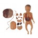 Fetus with Viscera and Placenta Model