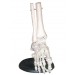 Foot Joints Model