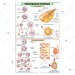 Gametogenesis in Animals Chart