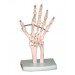 Hand Joint Model