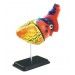 Heart Anatomy Model