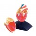 Heart Model