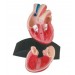 Heart Model