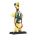 Human Body Anatomy Model