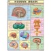 Human Brain Chart