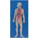 Human Circulatory System model
