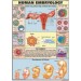 Human Embryology Chart