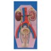 Human Excretory System Model