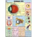 Human Eye