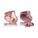 Human Female Pelvis Section (4 parts) Model
