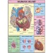Human Heart Chart
