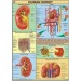 Human Kidney Chart