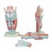 Human Larynx Model Magnified Model