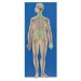 Human Nervous System Model