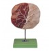 Human Placenta Model