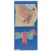 Human Reproductive System Female Model