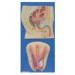 Human Reproductive System Male Model