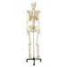 Human Skeleton Model